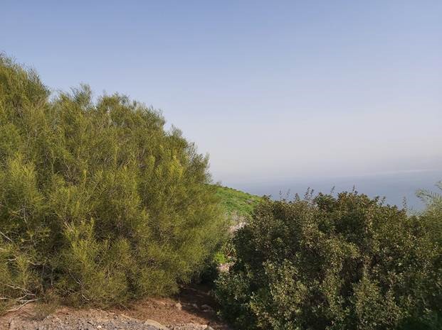 JNF forests