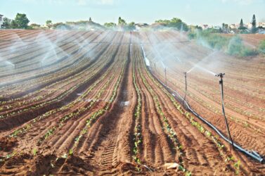 Sprinkler irrigated newly planted field