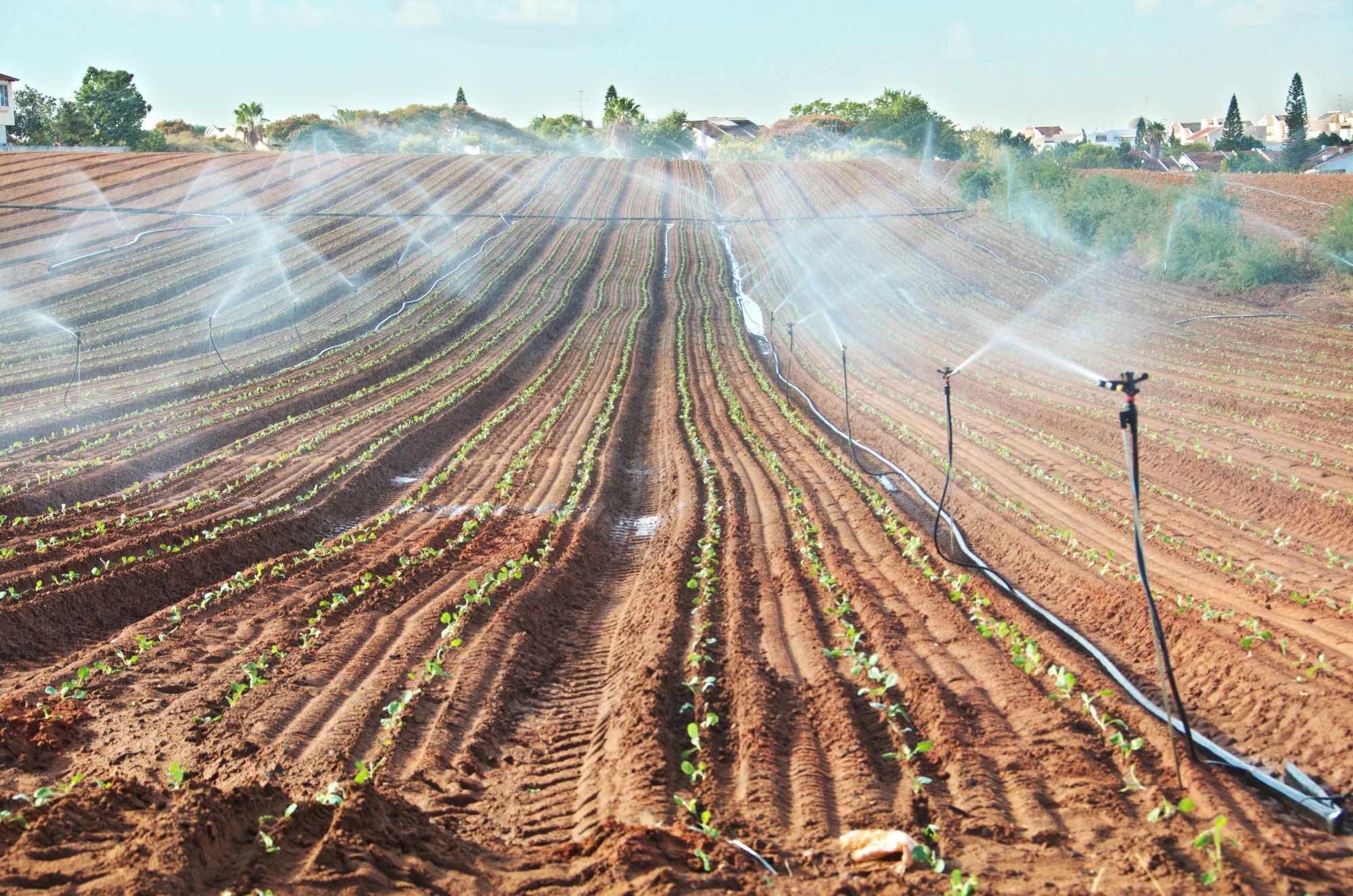 Sprinkler irrigated newly planted field