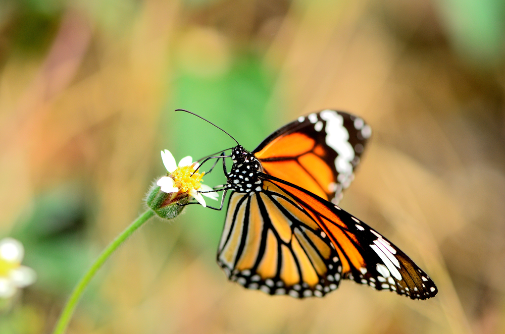 butterfly